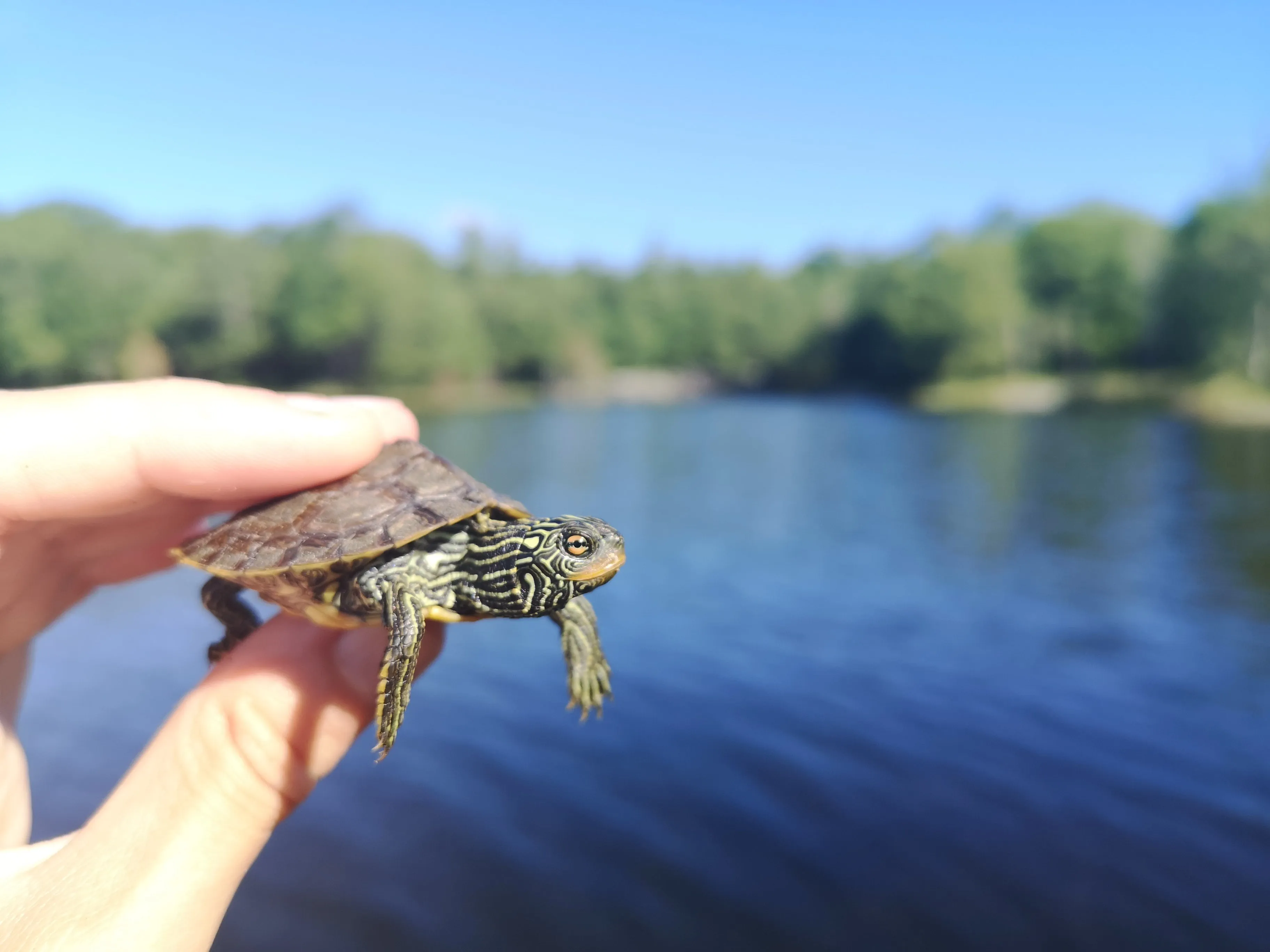 25oz Ontario Parks Turtle Bottle