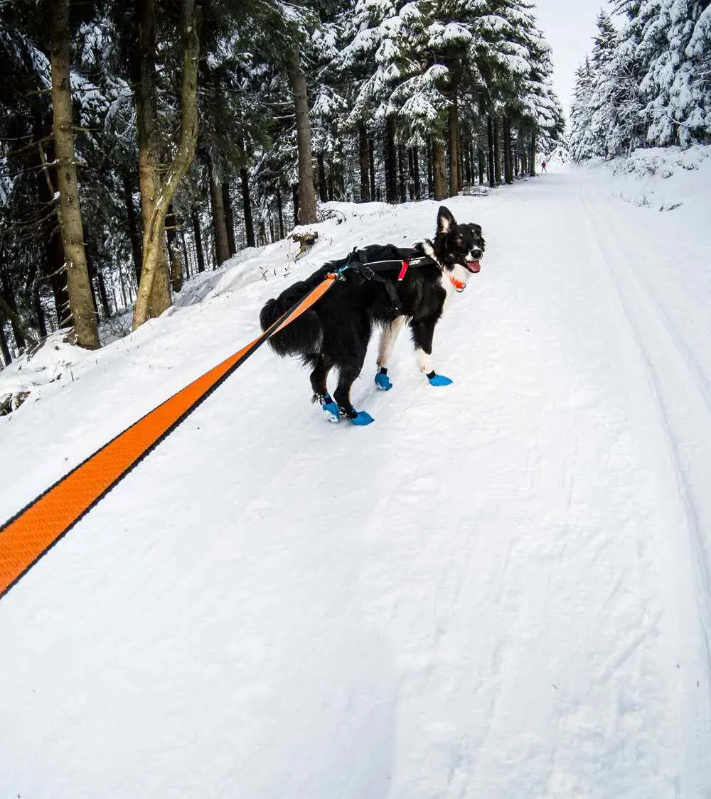 Bungee Leash