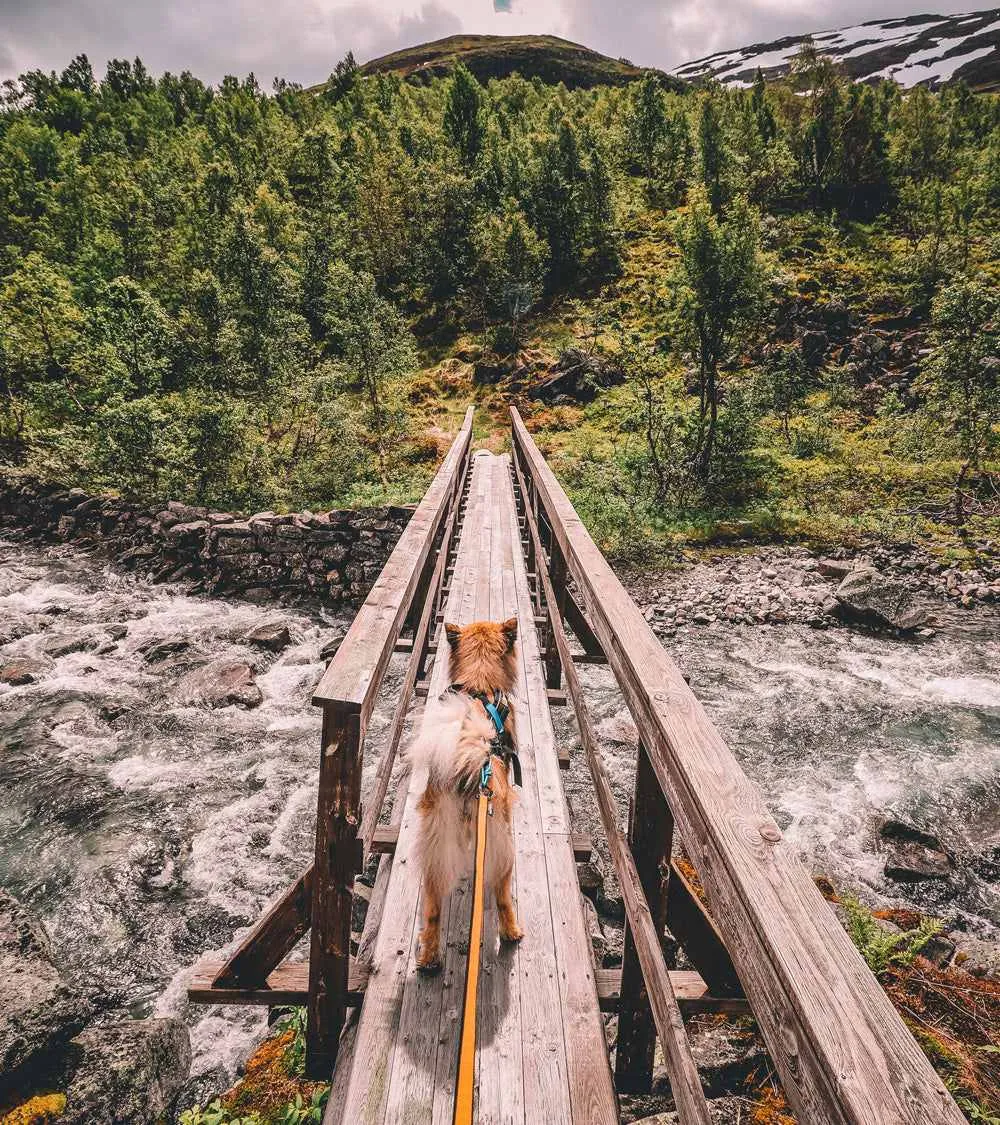 Bungee Leash